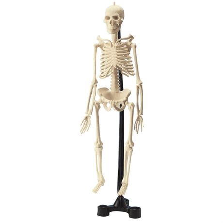 Skelettet Benjamin